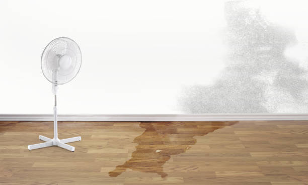 Best Mold removal after water damage  in San Bernardino, CA
